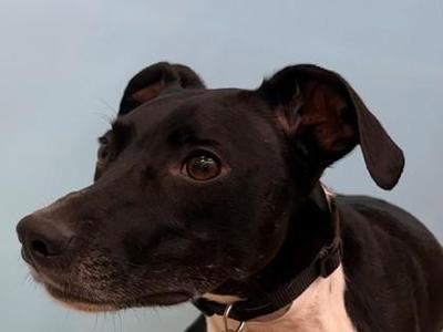 Dyna, German Shorthaired Pointer / Italian Greyhound, adult, available for adoption