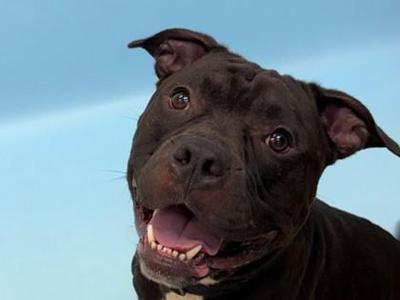 Picasso, Pit Bull Terrier / Mixed Breed, adult, available for adoption