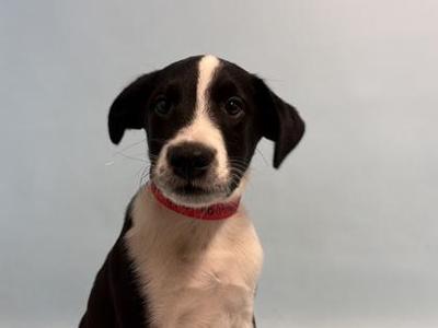 A black and white puppy with a red collar, looking directly at the camera.
