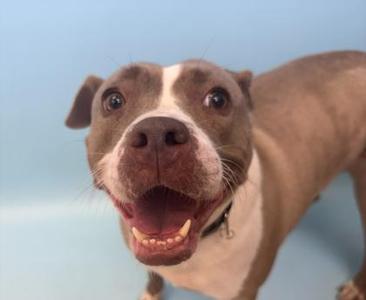 A brown and white dog with a black collar, smiling with its mouth open, showing its teeth, against a light blue background.