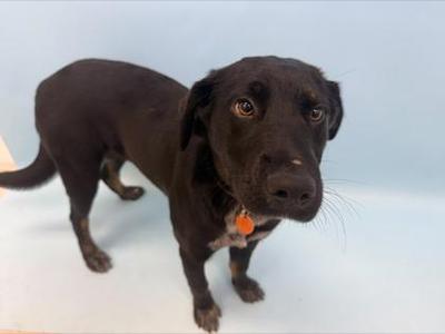 Allie, Labrador Retriever / Mixed Breed, young, available for adoption