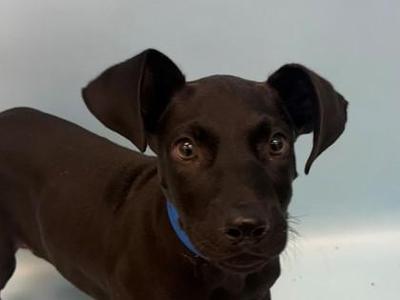 Construct, Labrador Retriever / Mixed Breed, puppy, available for adoption