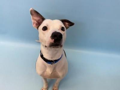 a white dog with black spots on its ears and nose, wearing a blue collar, sitting on a blue background