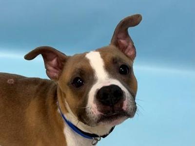 a brown and white dog with a blue collar