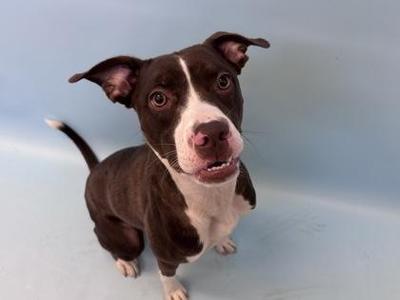 Brown Sugar, Pit Bull Terrier / Mixed Breed, young, available for adoption