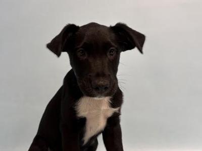 A black and white puppy with floppy ears sitting against a plain background.