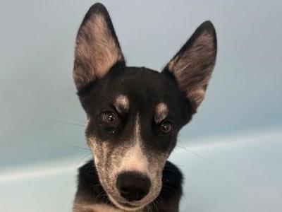 a black and white dog with pointed ears looking directly at the camera
