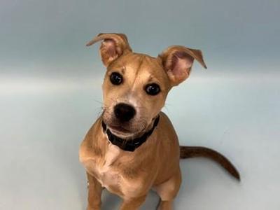 Delilah, Pit Bull Terrier / Terrier, puppy, available for adoption
