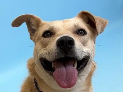 Lily, Labrador Retriever / Mixed Breed, adult, available for adoption