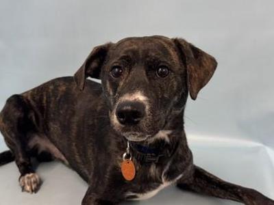 Bolt, Mixed Breed, adult, available for adoption