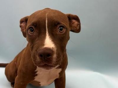 Biscotti, Black Mouth Cur / Mixed Breed, puppy, available for adoption