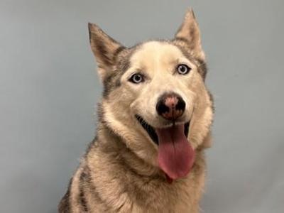 Shea, Husky / Mixed Breed, adult, available for adoption