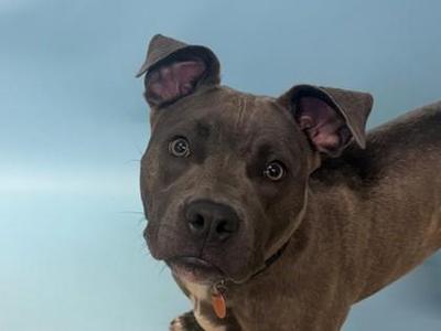 Sapphire, Pit Bull Terrier / Mixed Breed, adult, available for adoption