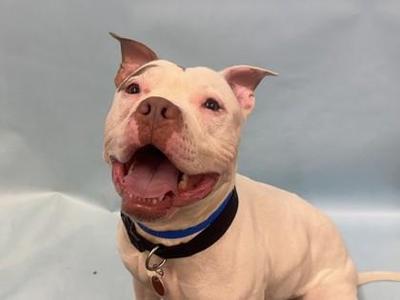 Cane, Pit Bull Terrier / Mixed Breed, adult, available for adoption