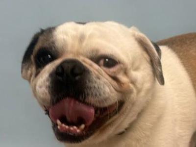 Max, Pug / Mixed Breed, adult, available for adoption