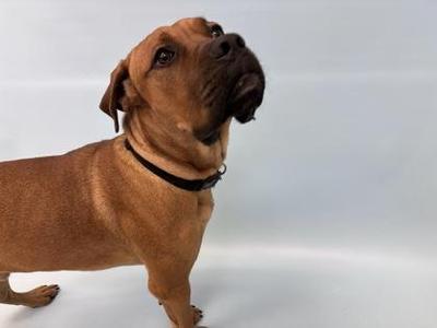 A brown dog with a black collar standing on a white background.