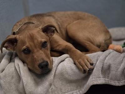 A brown puppy lying on a gray blanket with its head resting on its paw.