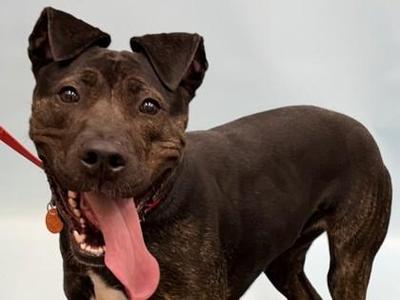 Lady, Pit Bull Terrier / Mixed Breed, adult, available for adoption