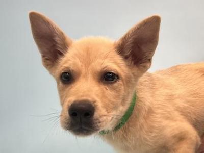 Pollen, German Shepherd Dog / Mixed Breed, puppy, available for adoption