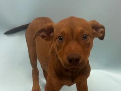 Catapult, Labrador Retriever / Mixed Breed, puppy, available for adoption