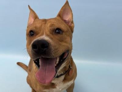 A brown dog with a black nose and pink tongue sticking out, looking at the camera.