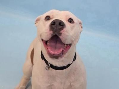 A white dog with a black collar, smiling with its mouth open, showing its tongue. The background is a light blue color.