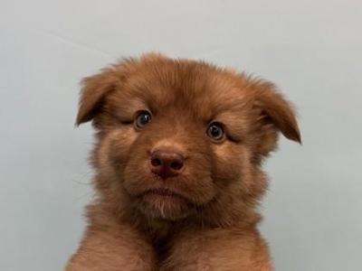 Mercedes, German Shepherd Dog / Mixed Breed, puppy, available for adoption
