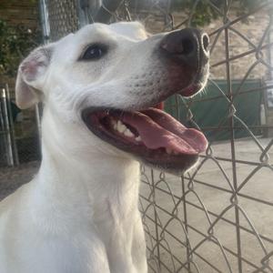 A white dog with a happy expression, its mouth open and tongue out, standing behind a chain-link fence.