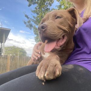 Bruno, Pit Bull Terrier, young, available for adoption