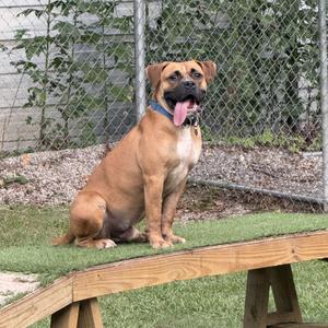 A brown dog sitting on a wooden platform with its tongue out, wearing a blue collar, in front of a chain-link fence.
