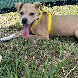 Leah, Terrier, puppy, available for adoption