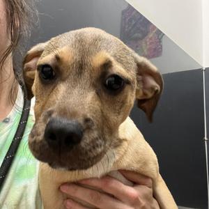 Bubblegum, Hound, puppy, available for adoption