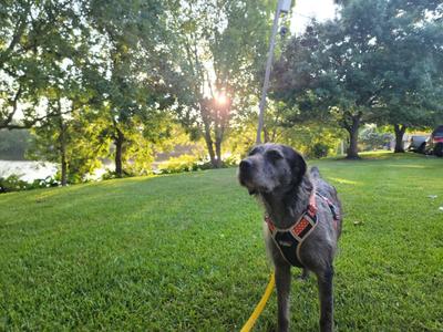 Bruce, Irish Wolfhound, adult, available for adoption