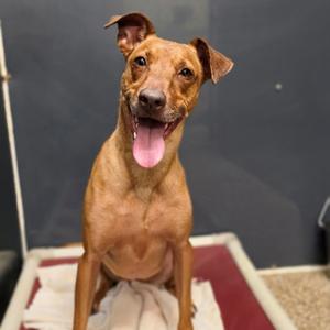 Lucy, Vizsla, adult, available for adoption