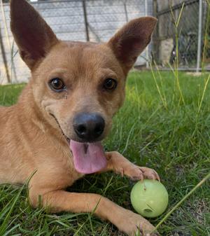 Chili, Chihuahua, adult, available for adoption