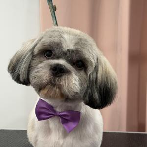 Cookie, Shih Tzu, adult, available for adoption