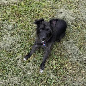 black dog lying on grass