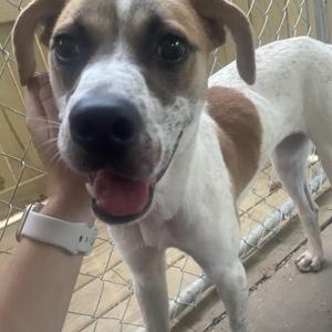 A close-up of a happy dog with a white and brown coat, being petted by a person's hand. The dog has a black nose, dark eyes, and its mouth is open with its tongue out. The background shows a chain-link fence.
