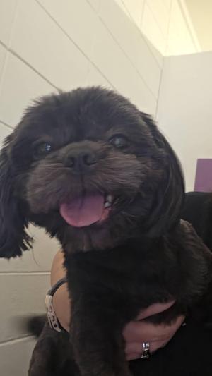 Bae, Shih Tzu, adult, available for adoption