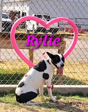 Rylie, Mixed Breed, young, available for adoption