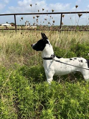 Rylie, Mixed Breed, young, available for adoption