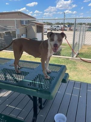 Phoebe, Mixed Breed, puppy, available for adoption
