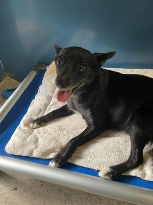 Paisley, Schipperke / Chihuahua, adult, available for adoption