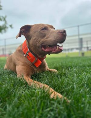 Beauregard, Terrier, adult, available for adoption