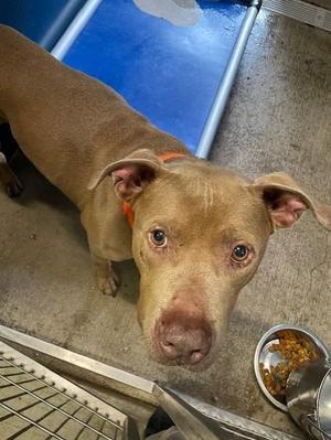 Beauregard, Terrier, adult, available for adoption