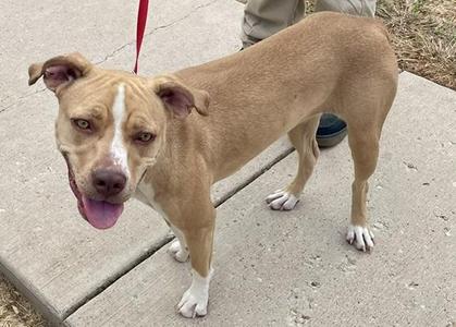A tan dog with white markings on its face and paws, standing on a concrete surface. The dog is wearing a red leash and appears to be looking at the camera with its mouth open and tongue out.