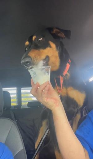 A black and tan dog wearing a red collar is sitting in a car, looking at a person holding a small cup of white liquid. The dog appears to be interested in the cup, possibly wanting to drink from it. The car's interior is visible, with a gray seat and a window showing a bright outdoor scene.