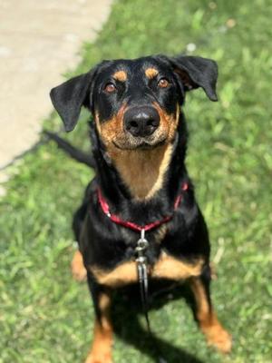 Kimmy, Rottweiler / German Shepherd Dog, adult, available for adoption