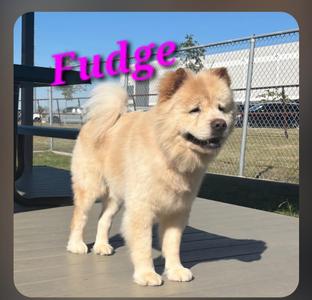 Fudge, Chow Chow, adult, available for adoption
