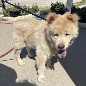 Fudge, Chow Chow, senior, available for adoption